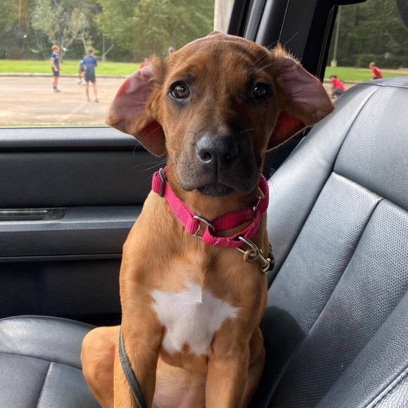 Meet your Posher, Mandy - Picture 1 of 1